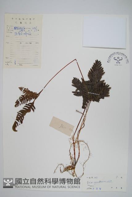 翅柄鳳尾蕨藏品圖，第1張