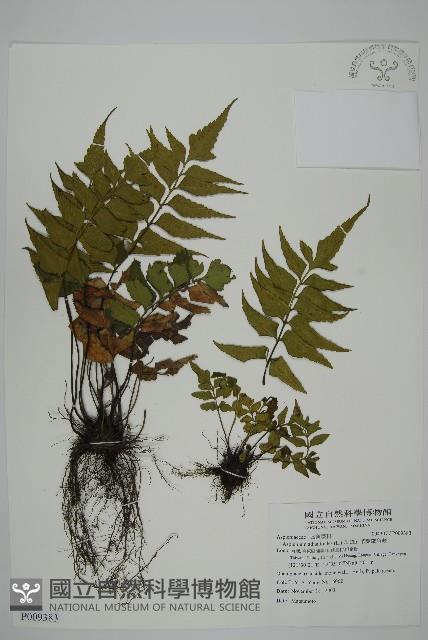 革葉鐵角蕨藏品圖，第1張