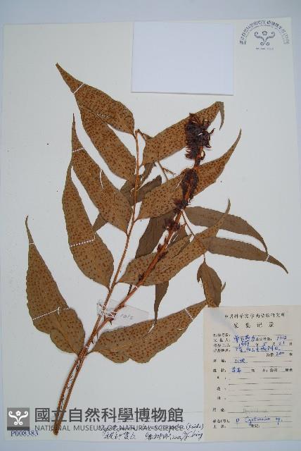 披針貫眾蕨藏品圖，第1張