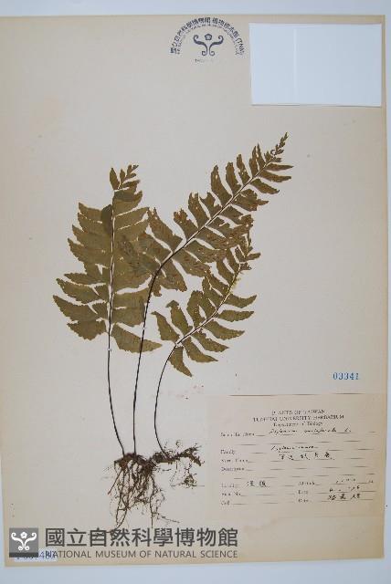 單邊鐵角蕨藏品圖，第1張