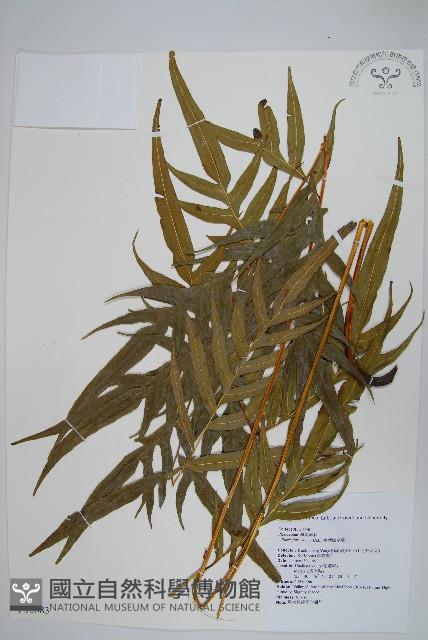 臺灣鳳尾蕨藏品圖，第1張