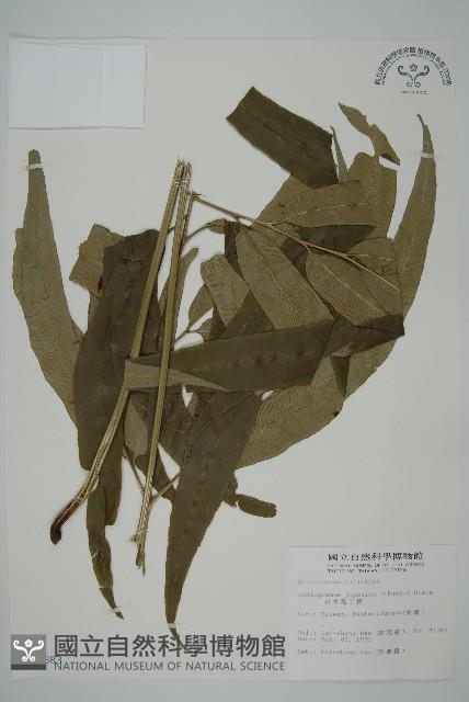 日本鳳丫蕨藏品圖，第1張