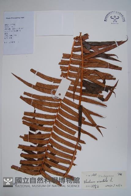 烏毛蕨藏品圖，第1張