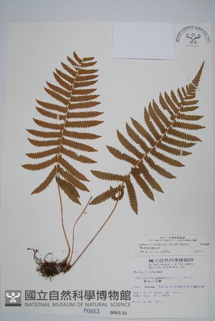 密毛毛蕨藏品圖，第1張