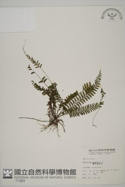 鞭葉鐵線蕨藏品圖，第1張
