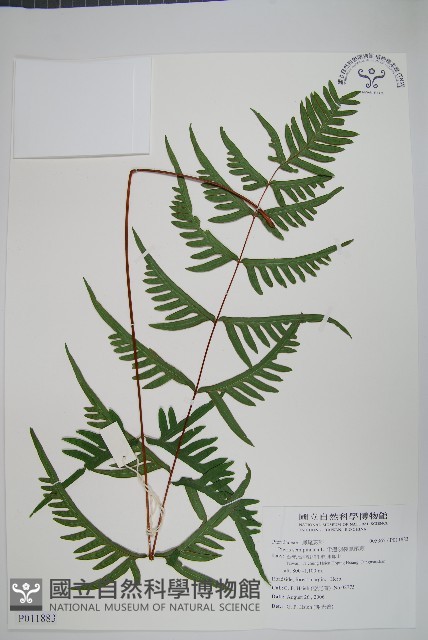 半邊羽裂鳳尾蕨藏品圖，第1張