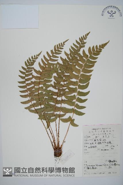 鐮羽貫眾藏品圖，第1張