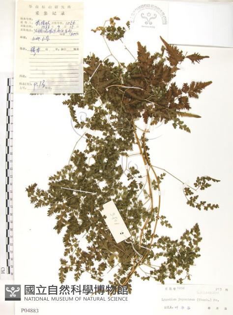 海金沙藏品圖，第1張