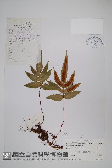 刺尖假瘤蕨藏品圖，第1張