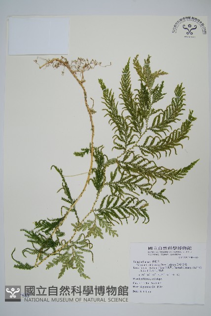 全緣卷柏藏品圖，第1張