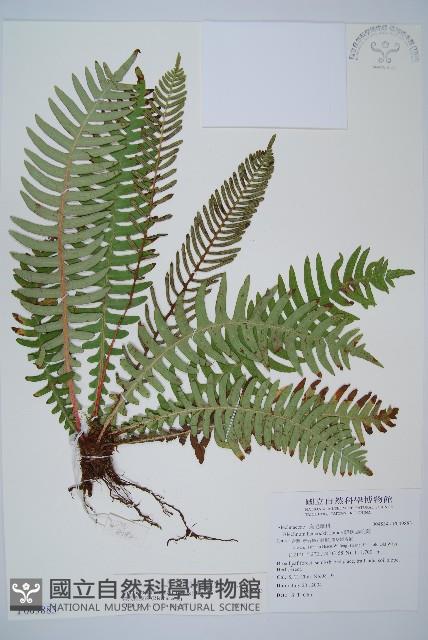 韓氏羅曼蕨藏品圖，第1張