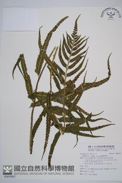 萊氏鐵角蕨藏品圖，第1張