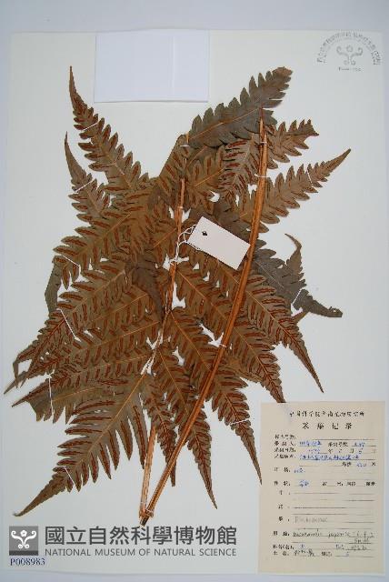 日本狗脊蕨藏品圖，第1張