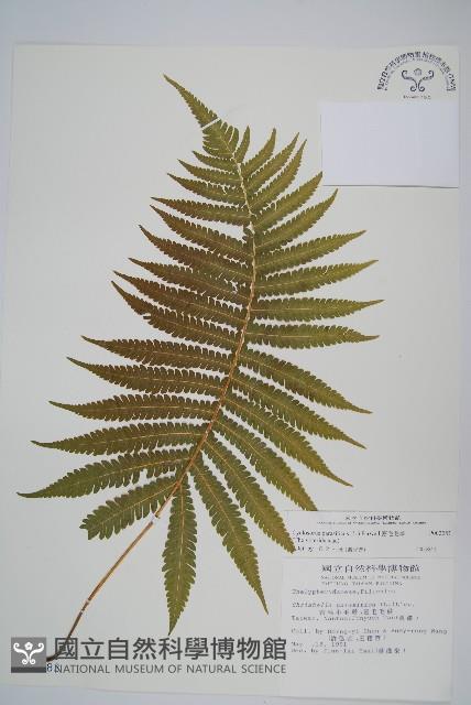 密毛毛蕨藏品圖，第1張