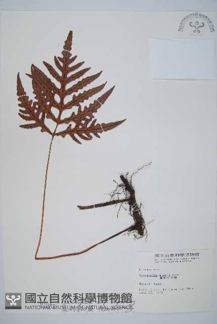 裂羽崇澍蕨藏品圖，第1張