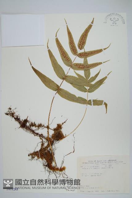 肢節蕨藏品圖，第1張