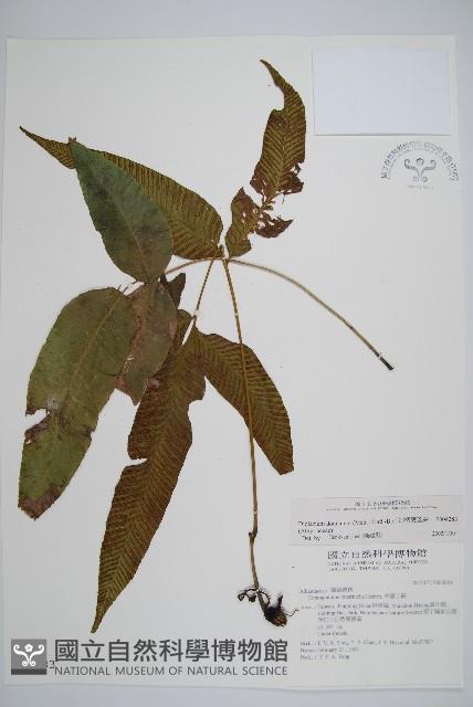 細柄雙蓋蕨藏品圖，第1張