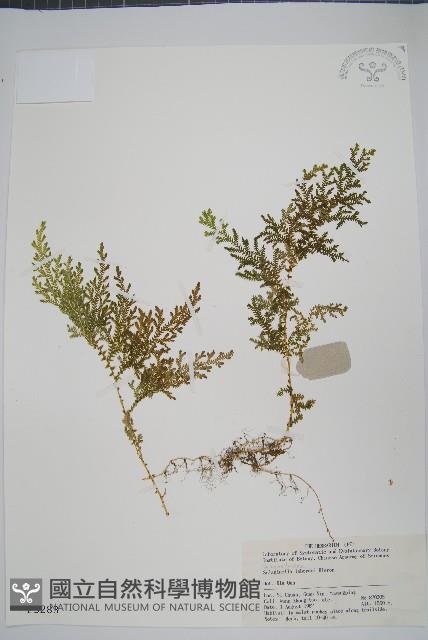 Accession Number:P003283 Collection Image, Figure 1, Total 2 Figures