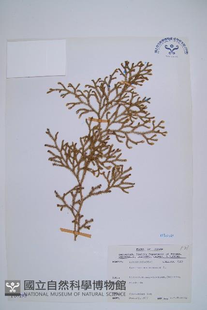 過山龍藏品圖，第1張