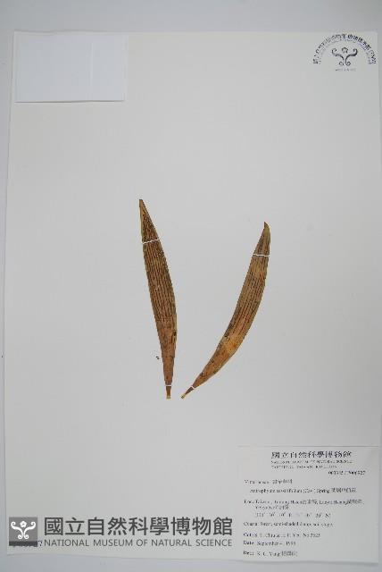 蘭嶼車前蕨藏品圖，第1張