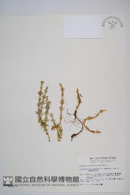 蛇足石杉、千層塔藏品圖，第1張