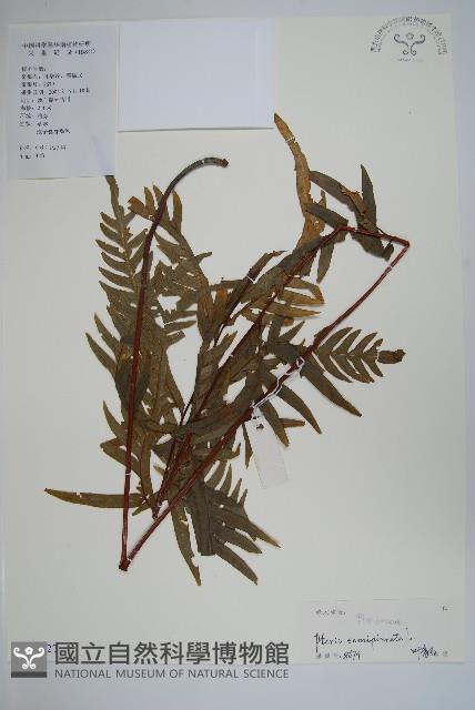 半邊羽裂鳳尾蕨藏品圖，第1張