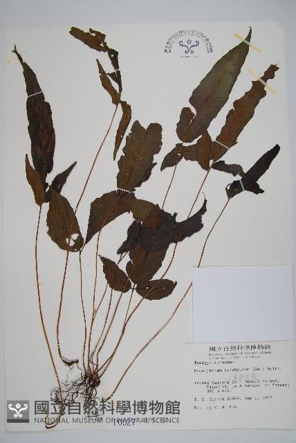 新月蕨藏品圖，第1張