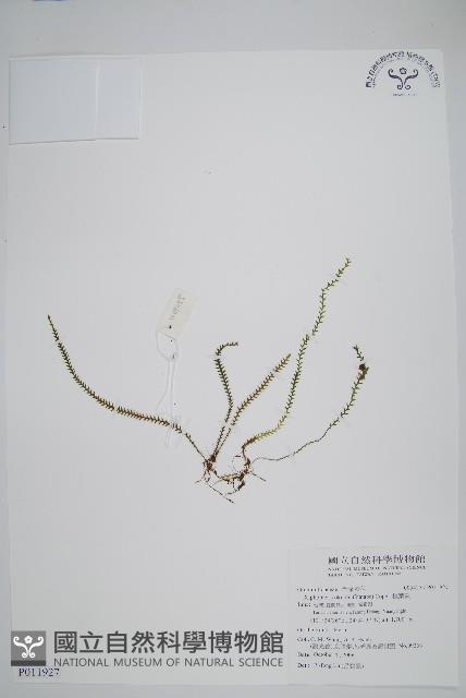 梳葉蕨藏品圖，第1張