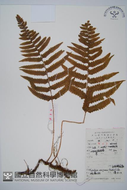 邊緣鱗蓋蕨藏品圖，第1張