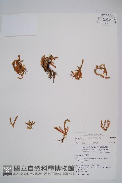 相馬氏石松藏品圖，第1張