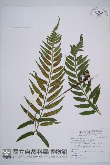 萊氏鐵角蕨藏品圖，第1張