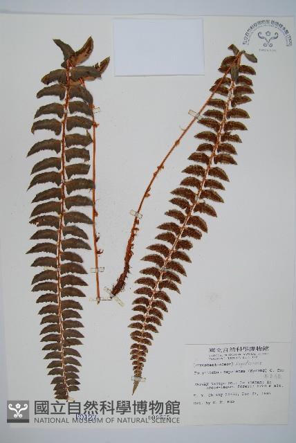 軟骨耳蕨藏品圖，第1張