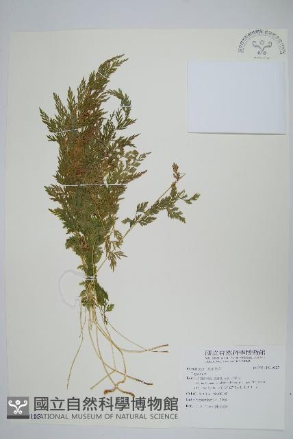 登錄號:P010127藏品圖，第1張