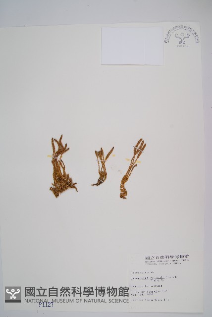玉山石松藏品圖，第1張