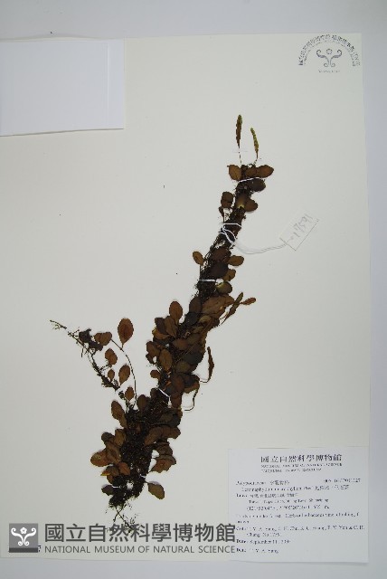 抱樹蕨、伏石蕨藏品圖，第1張