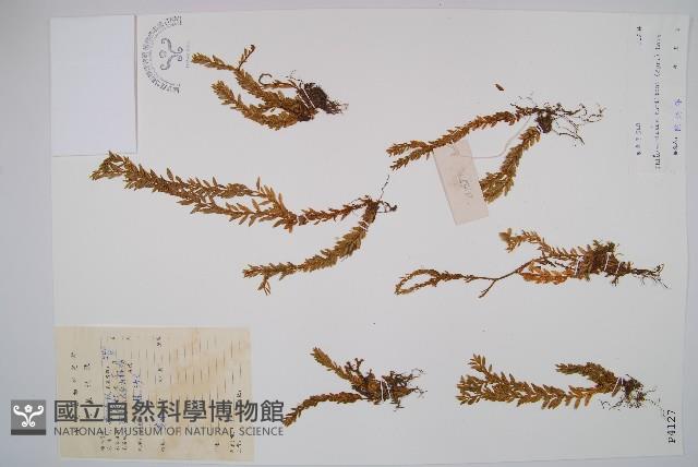 喜馬馬尾杉藏品圖，第1張