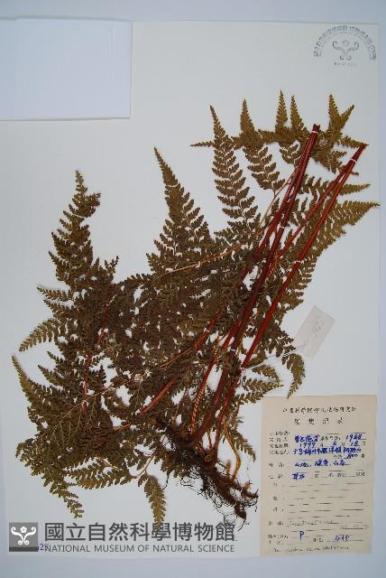 碗蕨藏品圖，第1張