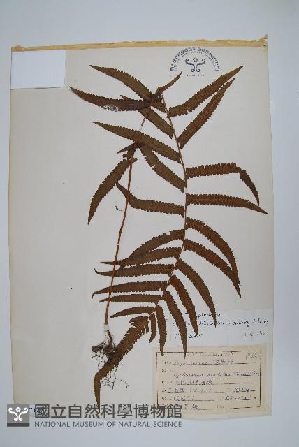 毛蕨藏品圖，第1張