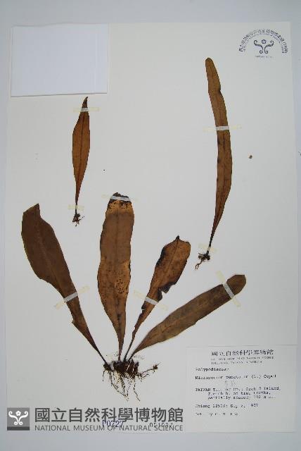 星蕨藏品圖，第1張