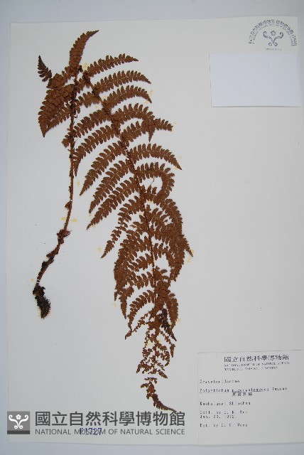 黑鱗耳蕨藏品圖，第1張