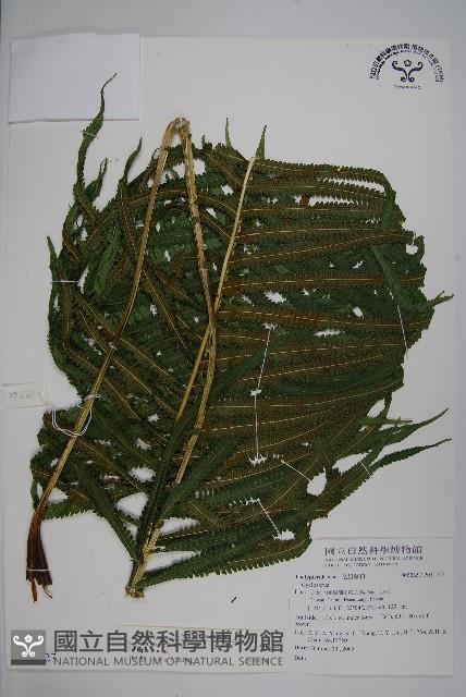 大葉毛蕨藏品圖，第1張