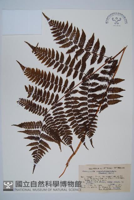 東北角蕨藏品圖，第1張