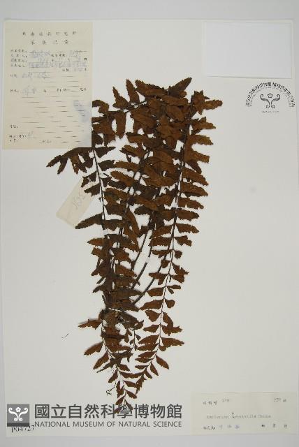 毛軸鐵角蕨藏品圖，第1張