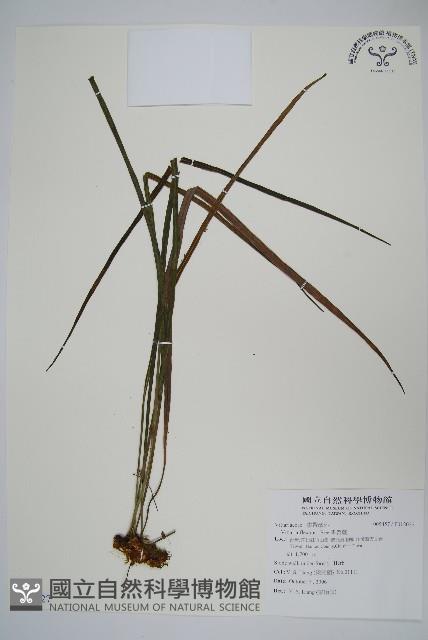 書帶蕨藏品圖，第1張
