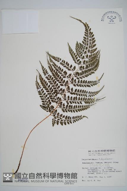 臺灣兩面複葉耳蕨藏品圖，第1張