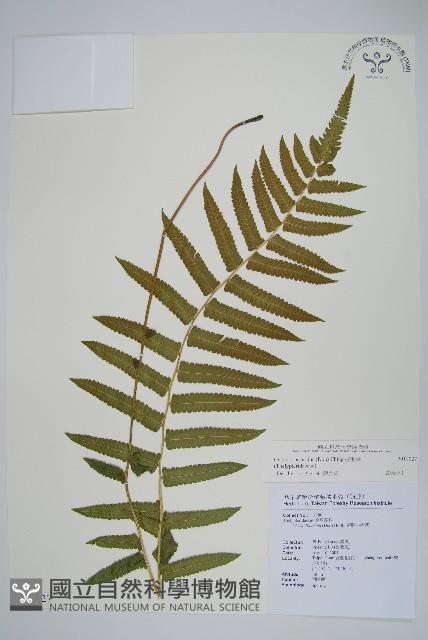 擬毛蕨藏品圖，第1張