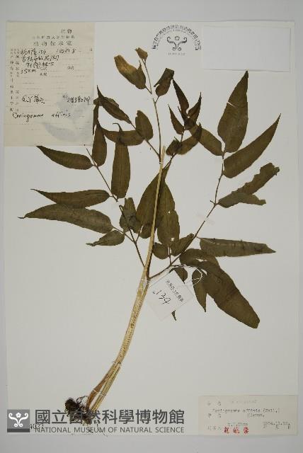 Accession Number:P004027 Collection Image, Figure 1, Total 5 Figures