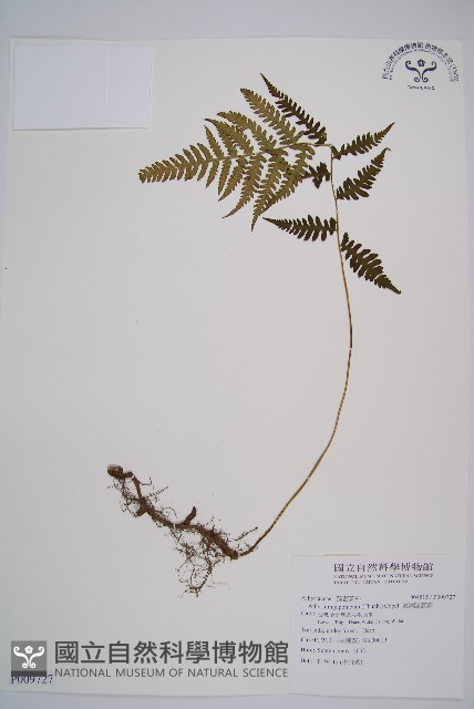 東洋蹄蓋蕨藏品圖，第1張