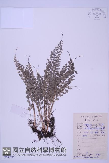 長生鐵角蕨藏品圖，第1張