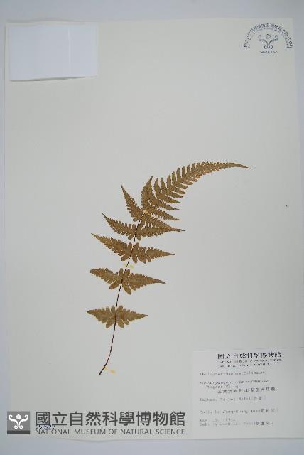 光囊紫柄蕨藏品圖，第1張